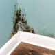 5 Ways to Prevent Mold in the Home