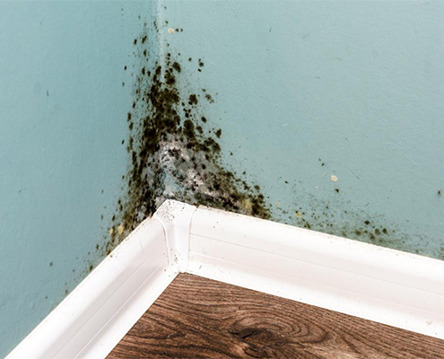 5 Ways to Prevent Mold in the Home