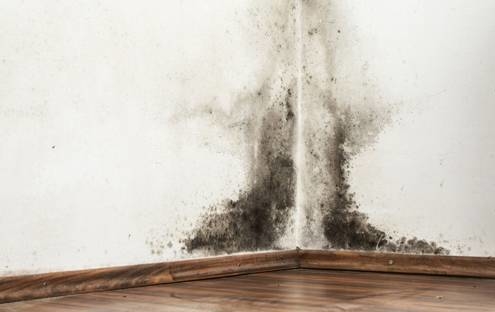 Finding Mold During a Home Inspection