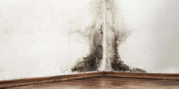 Finding Mold During a Home Inspection